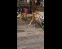 Collab BitchMP - Two dogs wiggling living room tiktok dance