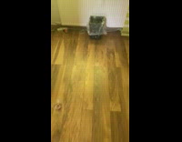 Collab DailyDoseOfInternet - Black cat hide inside white desk closet