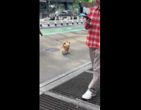 Corgi walks on street with blue booties