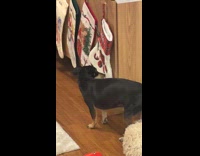 Collab PubityPets - Dog Thoroughly Smells Christmas Sock on Cabinet