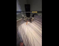 Dog playing almost falls off bed