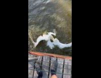Two swans fight flap wings on lake