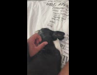 Black white boston terrier dog bites guy 