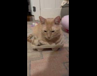 Cat prefers to rest on take out cup holder