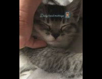 Girl pets sleeping grey kitten head chin