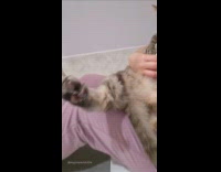 Girl hold cat lick packet treat paws