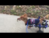 Small brown dog blue sweater wheelchair hind legs