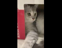Grey kitten plays in box 
