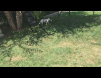 Brown white dog squeaks yellow squeaky toy 