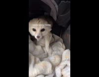 Small fox coming out of house and growling at owner 