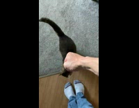 Cat head bump fist to thumbs up