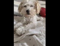 Small white dog wig black sunglasses bed 