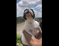 Man carry bulldog that talks loudly rooftop