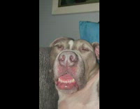 Dog sleep mouth open on sofa snore