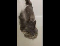 Cat in tub bathe under faucet water