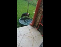 Pet dog catches ball on the basin water