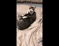 Collab PLC - Cat Hugs and Holds Down Partner on Bed