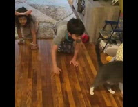 Two kids crawl alongside grey white cat 