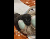 Black Puppy Cuddles with Toy 