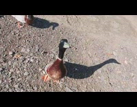 Duck catch food when thrown at him