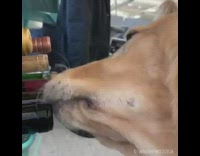 Golden retriever dog licks wine bottles office