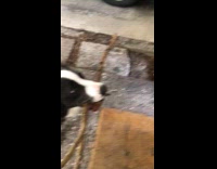 Dog carries stick but cannot pass door