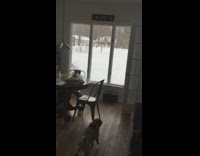 Dog barks at cat on skylight window