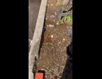 Collab WINY - School of fish swims around the sidewalk