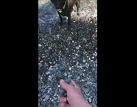 Black dog tries to catch rocks lake