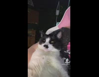 Collab Clips MPUGC2 - Black and white cat laying on top of woman comfortable