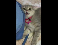 Grey white cat pink collar pants  