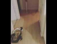 Cat runs around paper bag stuck collar 