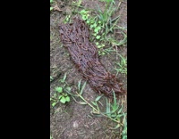 Clump of brown worms on ground 