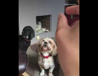 Brown and white dog catches circle ring snack in mouth