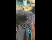 Wild crow fed and petted by the filmer while on picnic