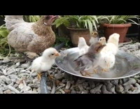 Small chicks bathe on water stainless plate