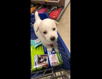Small white puppy dog howling inside of blue shopping cart