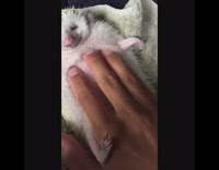 music hedgehog getting belly rubbed slowly 