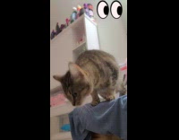 Collab PLC - Cat staring at the wall