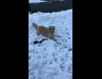 Pet dog plays and catches snowball with mouth