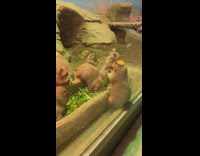 Group of gopher eats leaf inside the glass cage