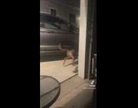 German shepherd dog carries tree branch towards house 