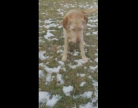 Two golden retriever dogs play fetch with tennis ball on snowy grass in dog park, grover