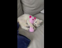 Small kitten lying down on couch playing with pink chew toy 
