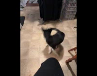 Dog spins around chase its own tail