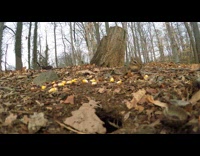 Wild chipmunk stuffs its face with corn bits