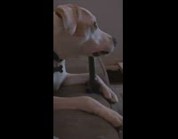 Collab BitchIG2 - White dog on couch watching tv drops bone