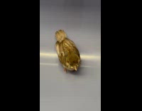 Submitter shows bird rides the subway