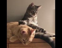 Grey cat pets orange cat on back