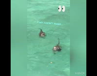 Two brown monkeys swim fight over treat 